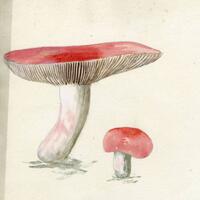 Violetta White Delafield Mushroom Collection