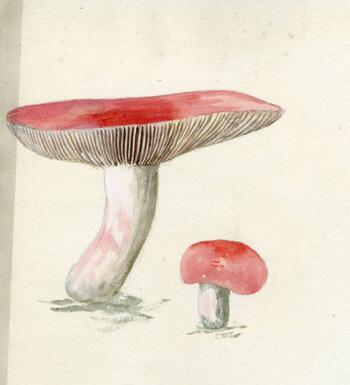 Violetta White Delafield Mushroom Collection