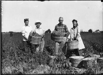 Three women and a man pose in a field during the bean harvesting at Hanson Farms, 1943